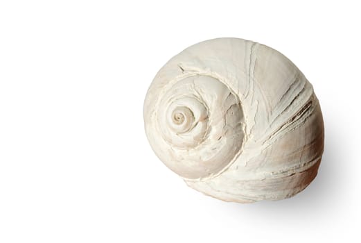 Low key faded large snail shell close up isolated on white with pale shadow.Great for spa, bathroom and travel concept.