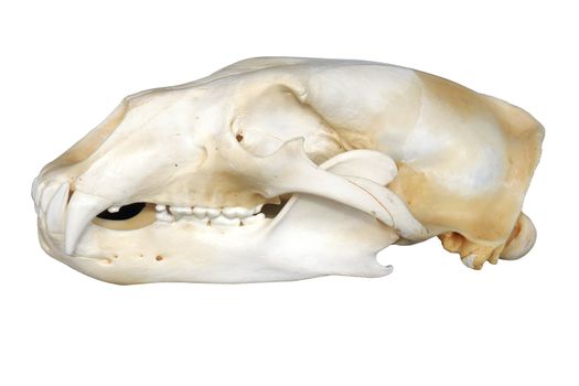 Polar bear skull profile showing the large predator canines, isolated on white background.