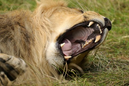 Close up of a Lion (Panthera leo)
