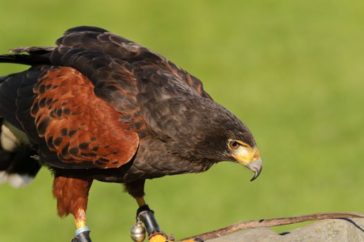Close up of Harris Hawk (Parabuteo Unicintus)