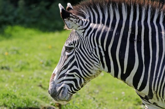 Close up of a Grevys Zebra (Equus grevyi)