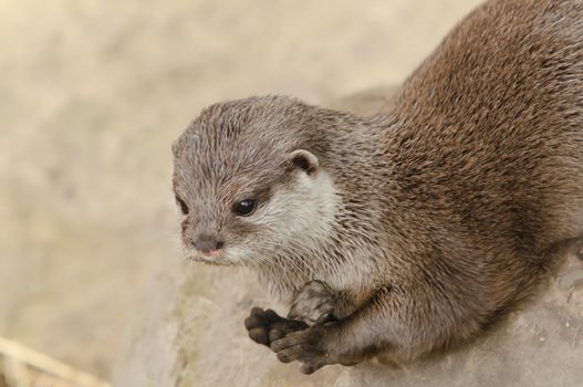 Closeup of Asian short-clawed otter (Aonyx cinerea)