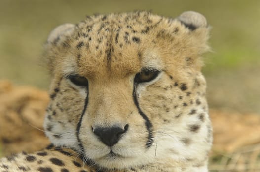 Close up of Cheetah (Acinonyx jubatus soemmeringii)
