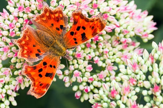 Orange Comma butterfly getting nectar from Sedum flowers in summer