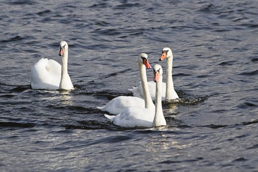 Four young mute swans swimming on the river