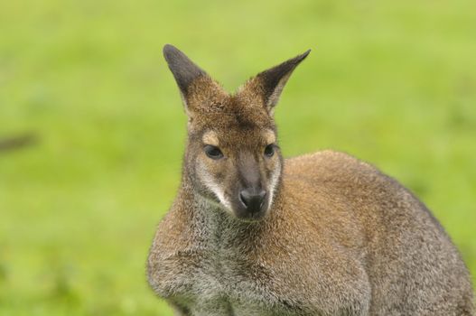 Closeup of a Red-necked Wallaby (Macropus rufogriseus)