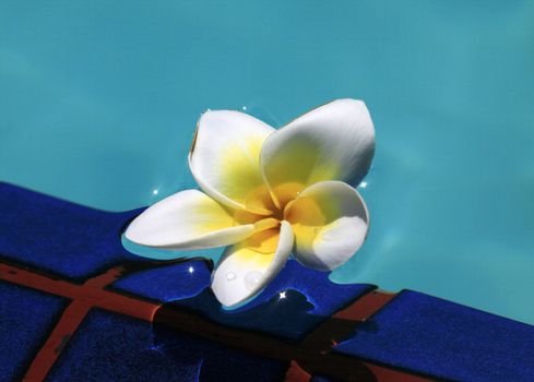 Frangipani flower floating in tropical pool