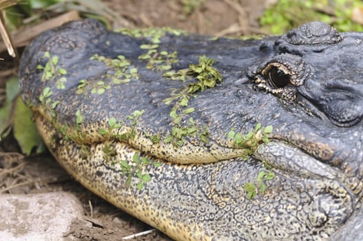 Close up of an Alligator (alligator mississippiensis)