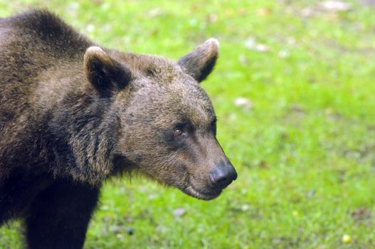 Wild Brown Bear (Ursus americanus horribilis) Banff National Park