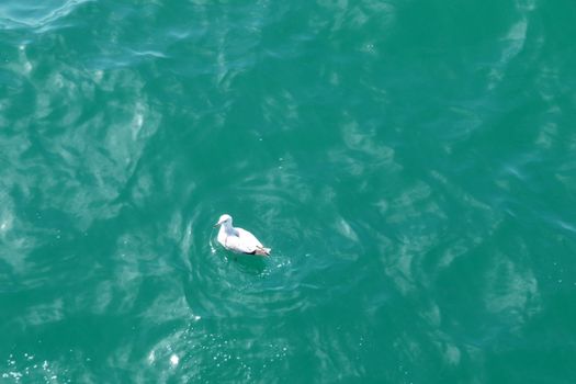 Seagull and the sea on Brighton's coast.