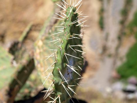 Close up of green cactus - opuncia