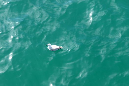 Seagull and the sea on Brighton's coast.