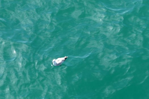 Seagull and the sea on Brighton's coast.