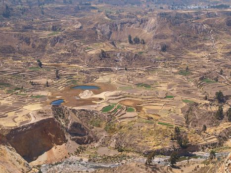 Terraces in Colca Canyon, Peru