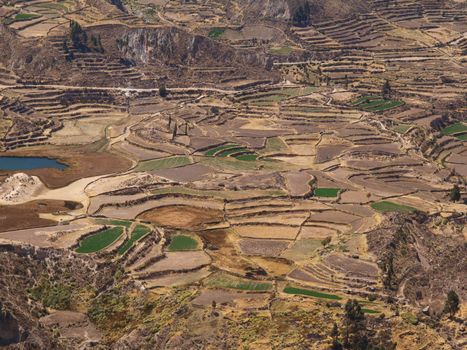 Terraces in Colca Canyon, Peru