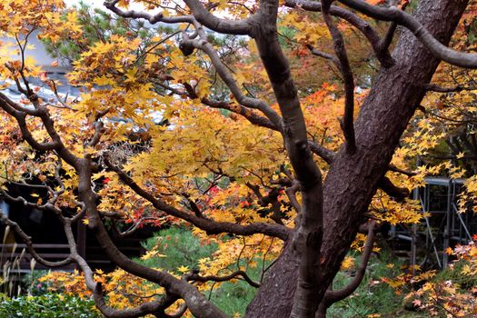 Orange and green trees in a Japanese autumn park 
