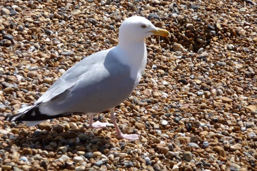 Seagull walking on a stony coastline in Brighton.