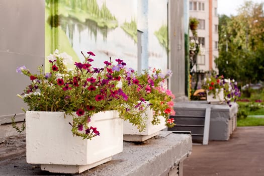 Flowerpots with violets and wall with image in a city yard 

