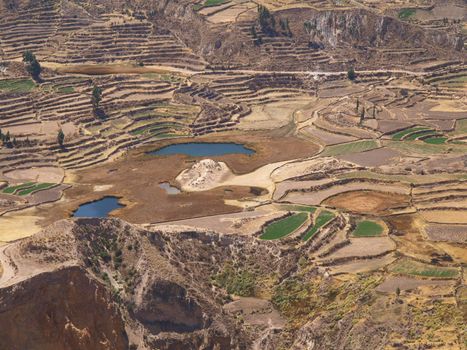 Terraces in Colca Canyon, Peru