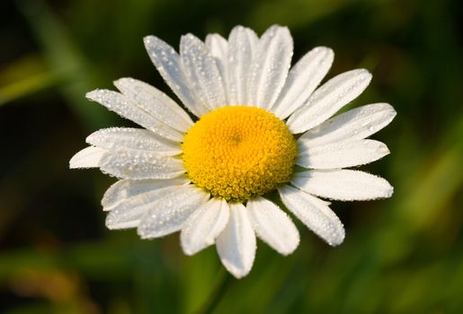 close-up camomile in early dew, selected focus