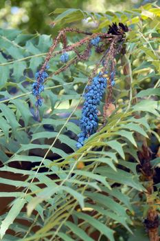 an isolated shot of Leaves with Blue Seeds