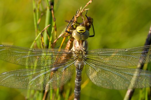 close-up dragonfly against green grass background