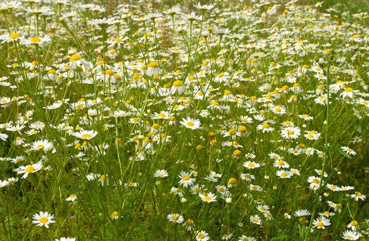 field of wild chamomiles