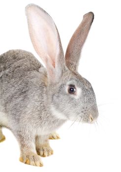 close-up gray rabbit, isolated on white