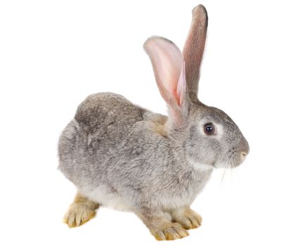 close-up gray rabbit, isolated on white