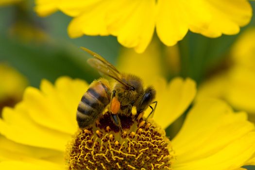 close-up a small bee collect nectar on the yellow flower