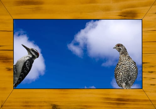 close up shoot of a rustical wooden picture frame with a woodpecker and a grouse