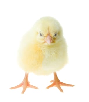 little yellow chick, isolated on white