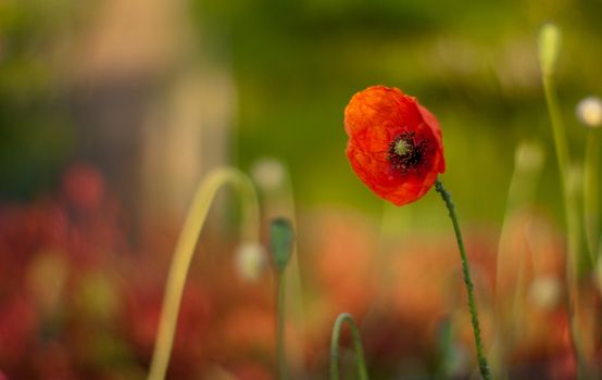 A poppy in a meadow