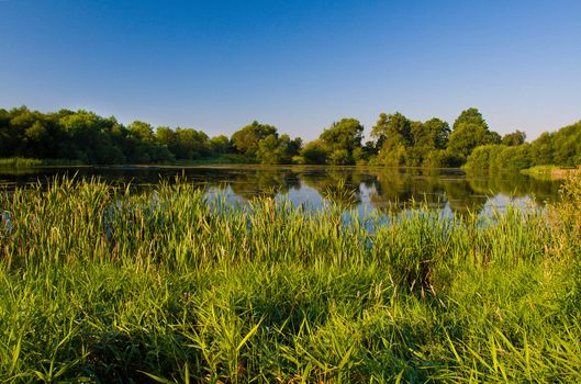 rushy pond  in summer day