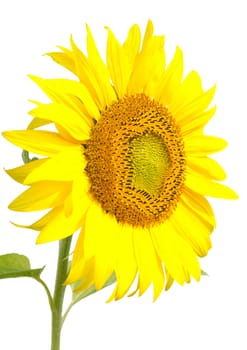 close-up sunflower, isolated on white