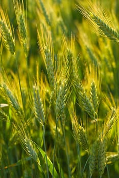 close-up ears of wheat in field, selective focus