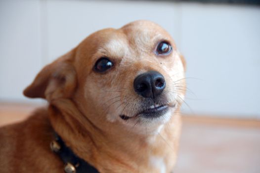 an isolated shot of Pet Dog Closeup