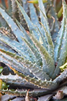 An isolated shot of a green aloe succulent plant