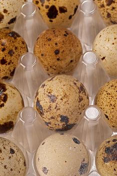 Colorful dotted quail eggs in their box, food background