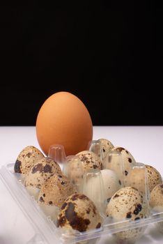 Size comparison between a hen and quail eggs