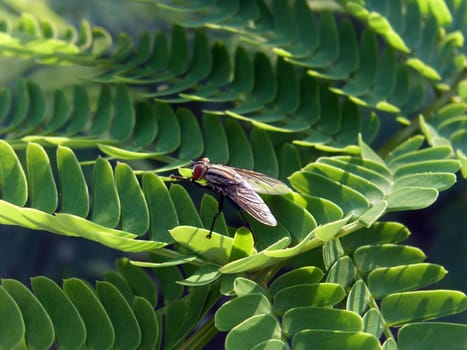 fly on acacia tree