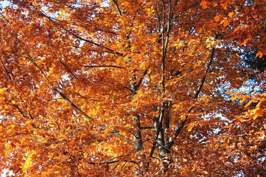 autumn landscape orange and brown