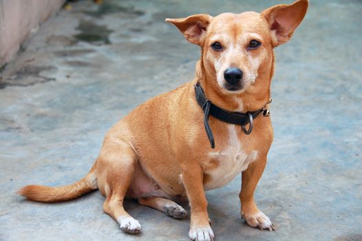 an isolated shot of Pet Dog Candid