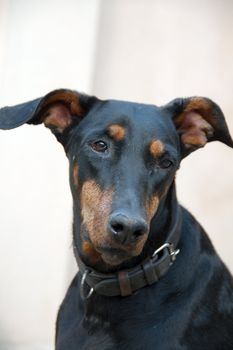 an isolated shot of Doberman Dog Closeup