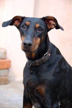 an isolated shot of Doberman Dog Closeup