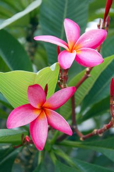 an isolated shot of a couple of Pink Plumeria Flowers