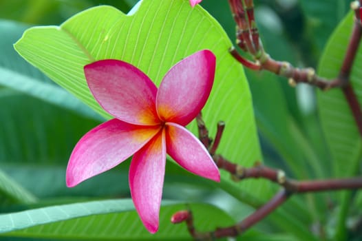 an isolated shot of Pink Plumeria Flower