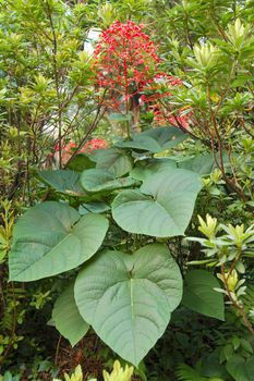 an isolated shot of Red Elongated Flowers