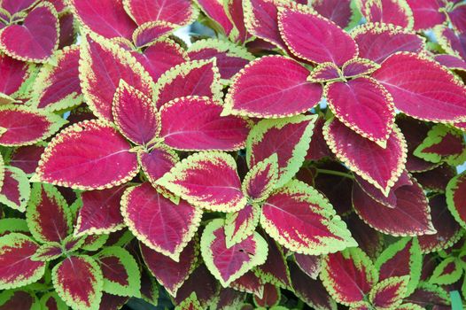 an isolated shot of a Colorful Indoor Plant