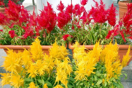 an isolated shot of Red and Yellow Flowers